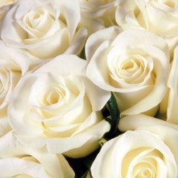 Bouquet-Rosas