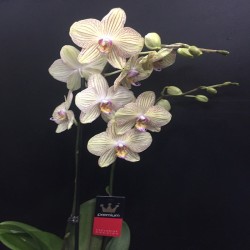 Orquídea Phalaenopsis